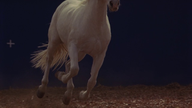 一匹在泥土表面上奔驰的白马。视频素材