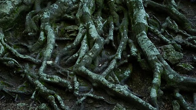 山毛榉(山毛榉)的根，埃尔斯港口自然公园，德拉戈纳地，西班牙，加泰罗尼亚，欧洲视频素材