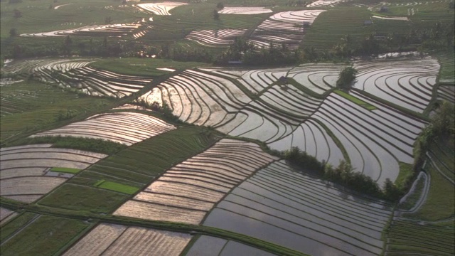 稻田覆盖着印度尼西亚巴厘岛起伏的山丘。视频下载