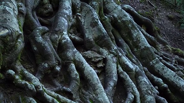 山毛榉(山毛榉)的根，埃尔斯港口自然公园，德拉戈纳地，西班牙，加泰罗尼亚，欧洲视频素材