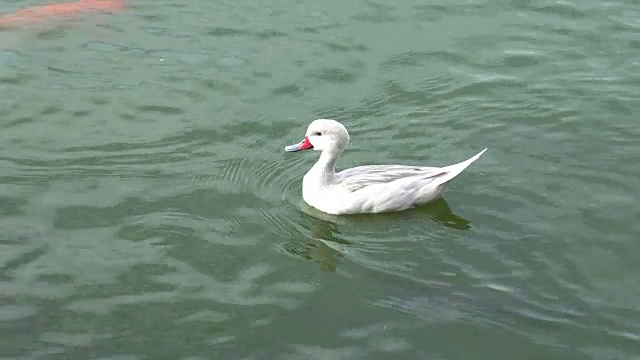白鸭视频素材