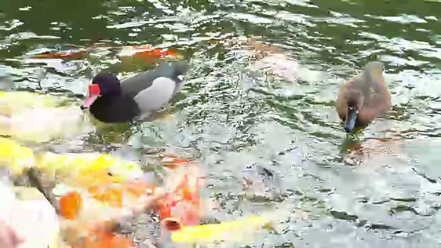 鸭子和小龙虾视频下载