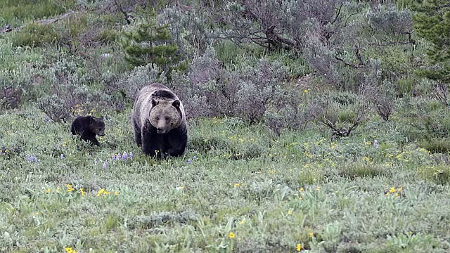 用4K MS拍摄了一只灰熊和两只刚出生的小熊向相机走来视频素材