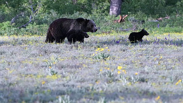 一只灰熊带着两只刚出生的幼崽在草地上奔跑的4K MS镜头视频素材
