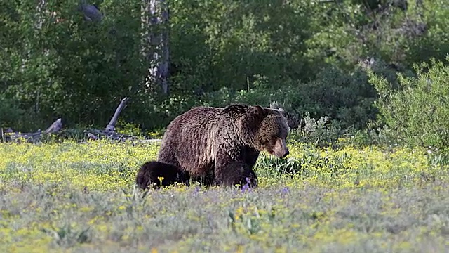 在日落时分，一只灰熊带着两只新生幼崽走到草地上，用4K相机拍摄了这一幕视频素材