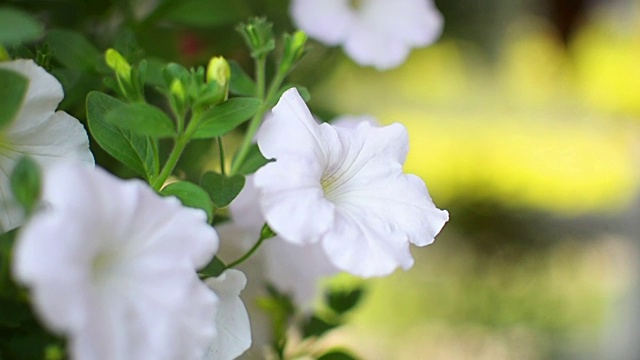 花盆里的白花视频素材