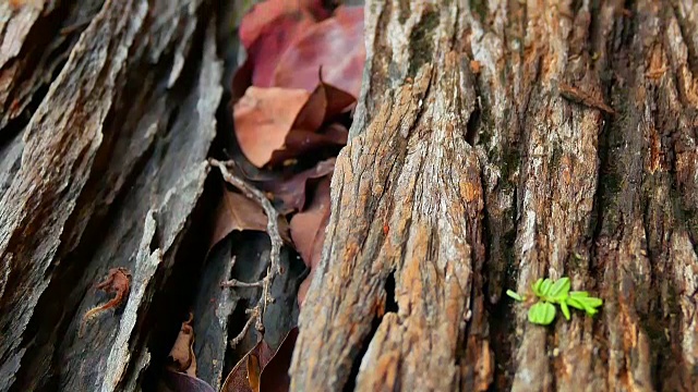 天然木背景视频素材