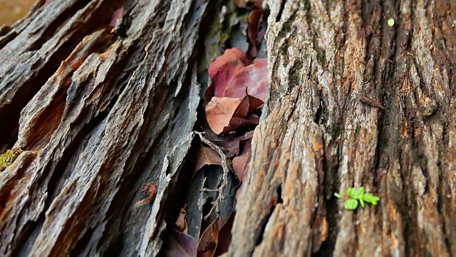 天然木背景视频素材