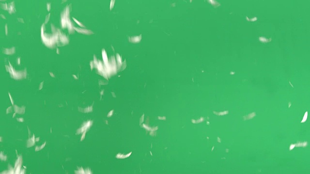 绿屏-白色羽毛飘落视频下载