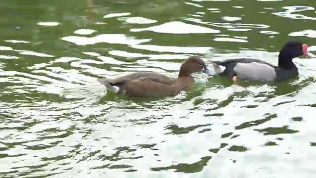 池塘里的游鸭视频素材