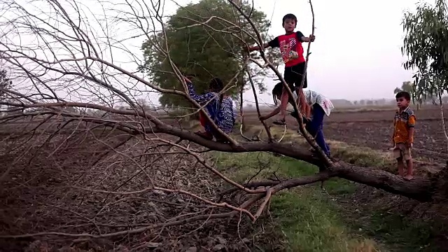 孩子们在玩倒下的树视频素材
