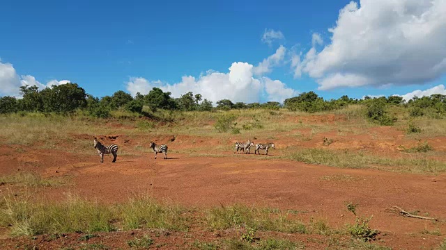 在非洲狩猎旅行中行走的斑马视频下载