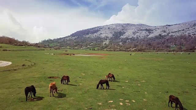 无人机鸟瞰意大利风景:野地里的野马视频素材