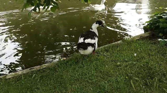 鸭子在湖边视频下载