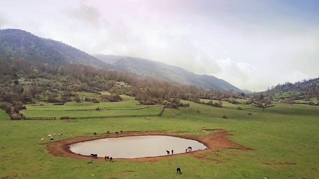 无人机鸟瞰意大利风景:野地里的野马视频素材