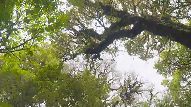 徒步游览泰国热带森林的树梢视频素材