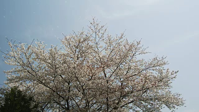 樱花的花瓣随风飞舞视频素材