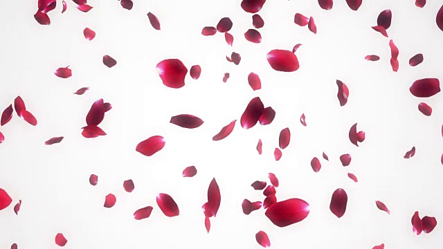 飘落的玫瑰花瓣白色背景视频素材