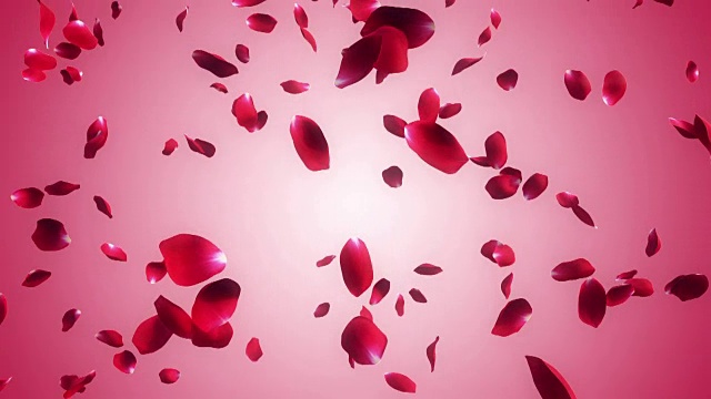 飘落的玫瑰花瓣，粉红色的背景视频素材