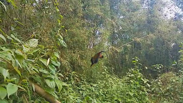 金丝猴在卢旺达的丛林里视频素材