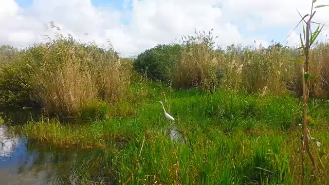 佛罗里达大沼泽地公园的大白鹭视频下载