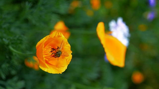 一只蜜蜂在花上收集花粉视频下载