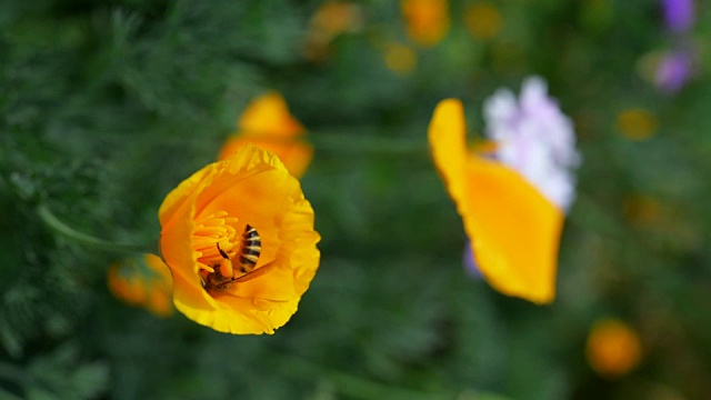 一只蜜蜂在花上收集花粉视频下载