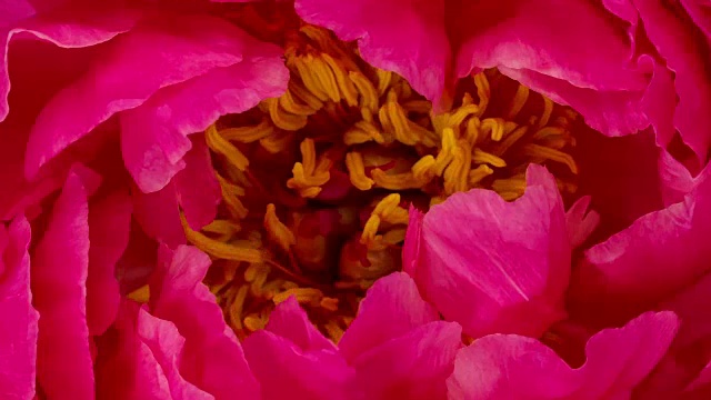 盛开的花紫红色牡丹视频素材