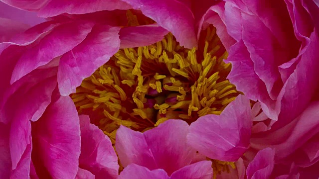 盛开的花紫红色牡丹视频下载