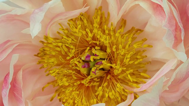 盛开的花朵粉彩牡丹视频下载
