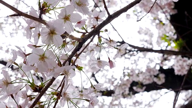 樱花绽放的阳光视频素材