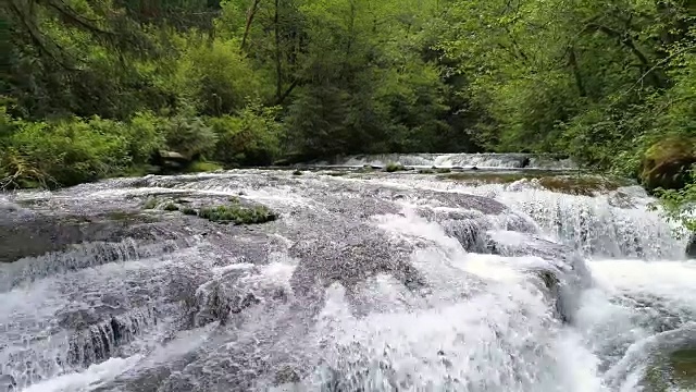小溪缓缓地流过郁郁葱葱的森林视频素材