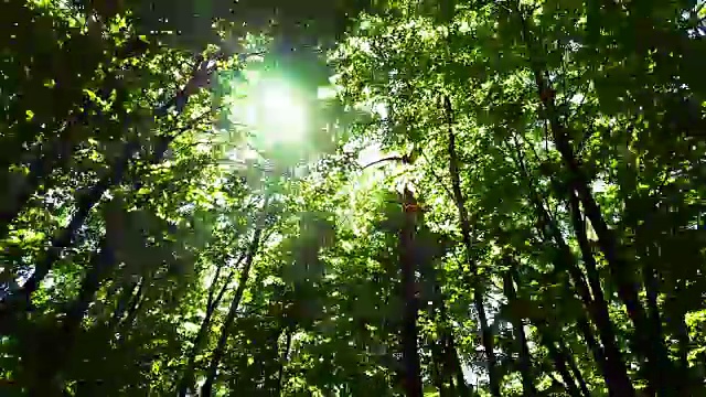 在阳光下移动槽春森林视频素材