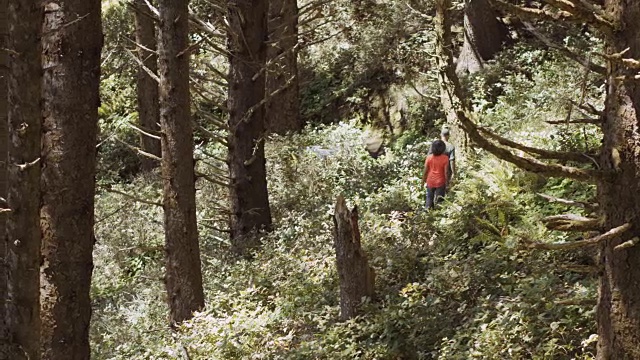 一对老年夫妇徒步穿越一片古老的森林视频下载