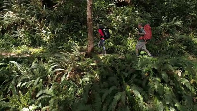 SLO MO成年老年人背包穿越森林视频下载