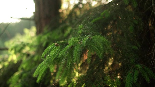 近距离观看常绿针叶在松树。美丽清新的森林背景在明亮的日子视频下载