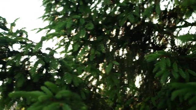 近距离观看常绿针叶在松树。美丽清新的森林背景在明亮的日子视频下载