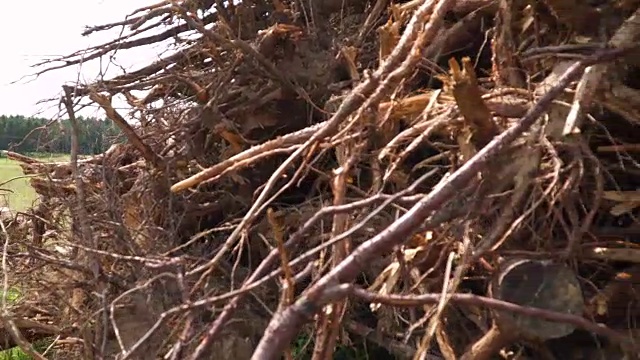 一堆被撕裂的树视频素材