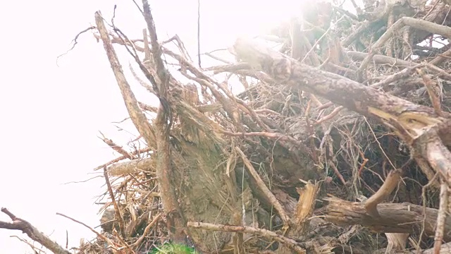 一堆被撕裂的树视频下载
