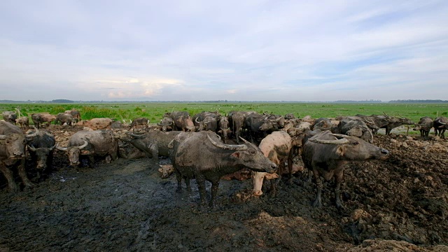 水牛在牧场吃草。视频素材