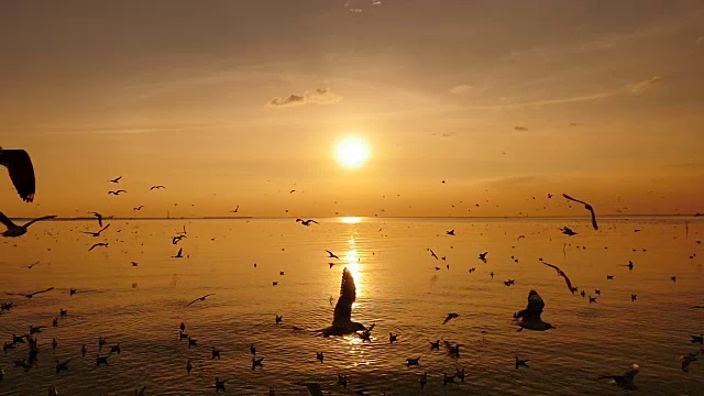 日落时海面上飞翔的海鸥。(缓慢)视频下载