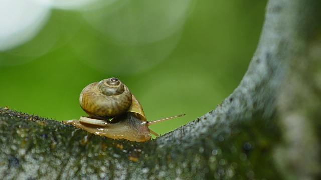 蜗牛在雨林的树上行走。视频下载