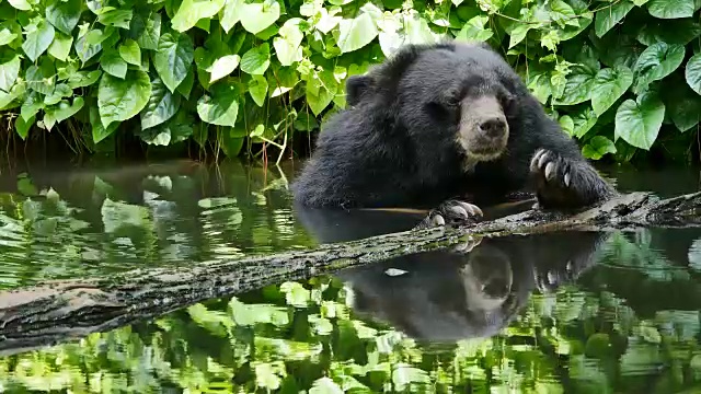 亚洲黑熊在池塘里放松。视频下载