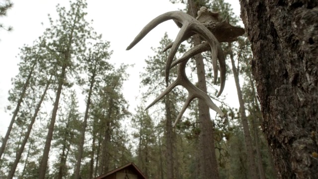 翻到挂在树上的鹿角上。在bg的木制小屋或小木屋。森林中的松树。视频素材