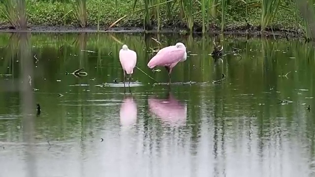 两个粉红琵鹭视频下载