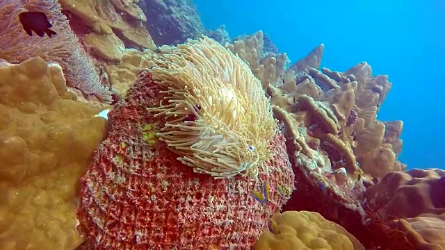 珊瑚生长在水下捕鱼鬼网环境破坏。视频下载