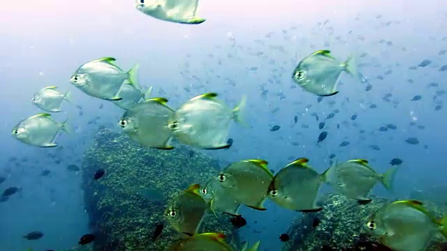 银月亮鱼蝙蝠鱼(单爪蝠)钻石鱼浅滩礁湖，皮皮，泰国。视频下载