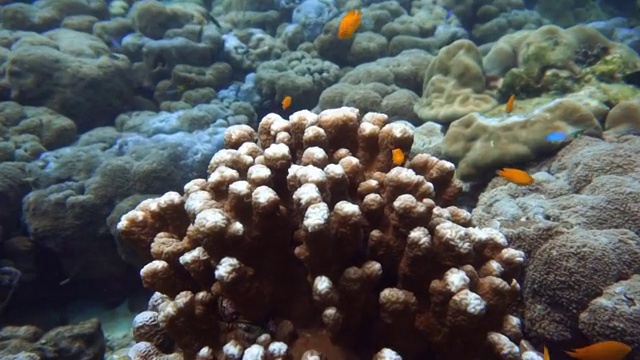 受破坏的脆弱生态系统和海洋环境中的珊瑚礁白化视频下载