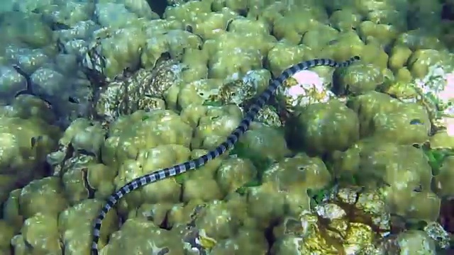 放逐海葵蛇。视频下载