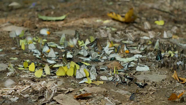 一群蝴蝶在地上吸食矿物。视频下载